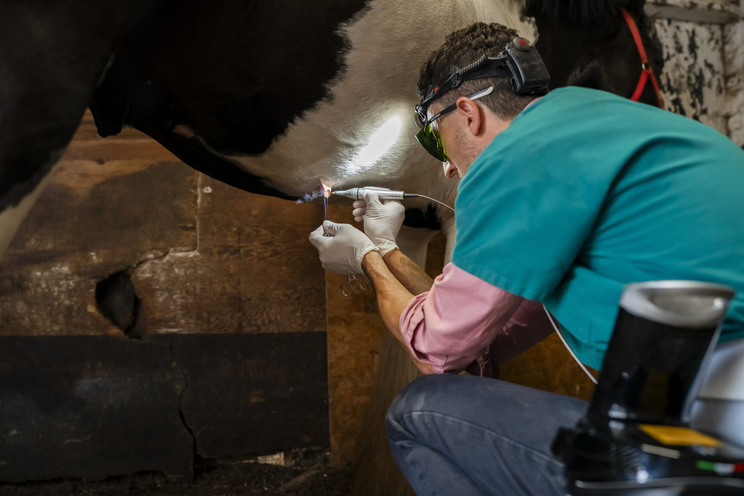 Surgical Laser in action on horse in Ireland
