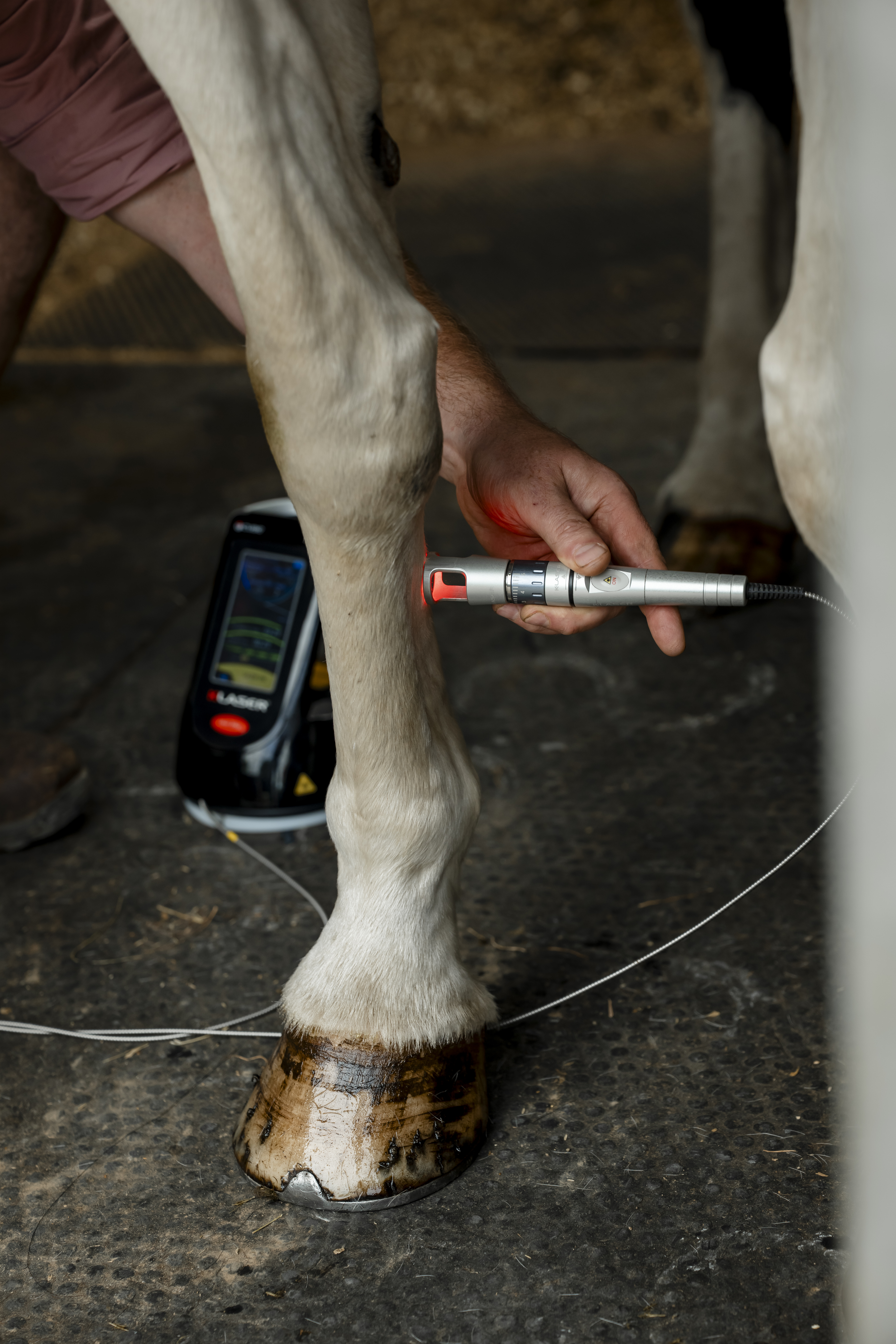 laser in action vet horse